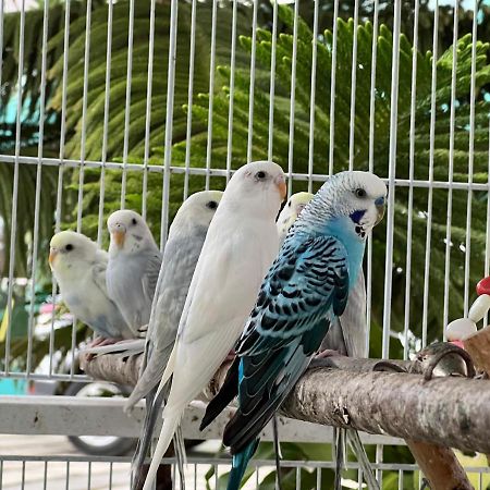 B-5 Aprt. Tipo Villa Sonidos De Las Aves. 자라바코아 외부 사진